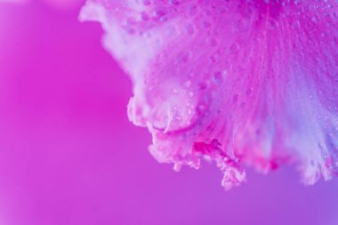 Canlı neon renkli iris çiçeği tomurcuğu