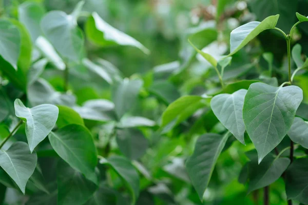 Leylak Bahar zamanı bırakır