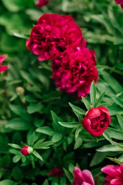 Pion. Bahar kırmızı çiçek