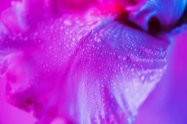 Néon vívido botão de flor de íris colorido — Fotografia de Stock