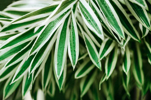 熱帯の葉と花で作られた創造的な自然のレイアウト. — ストック写真