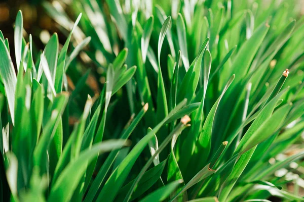 Groene bladtextuur. Bladtextuur achtergrond — Stockfoto