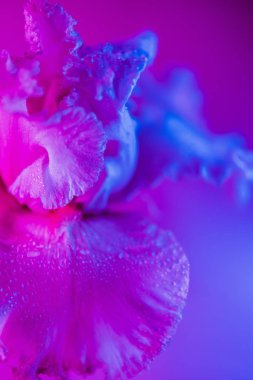 Canlı neon renkli iris çiçeği tomurcuğu