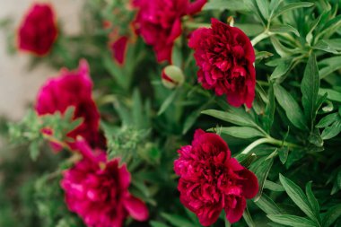 Bahçede kırmızı şakayıklar.