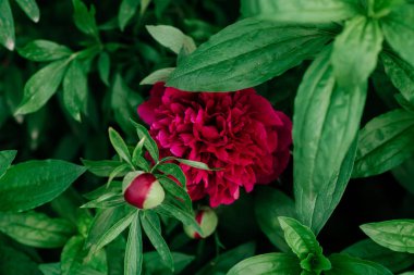 Bahçede kırmızı şakayıklar.