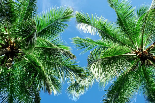 Green palm tree against blue sky