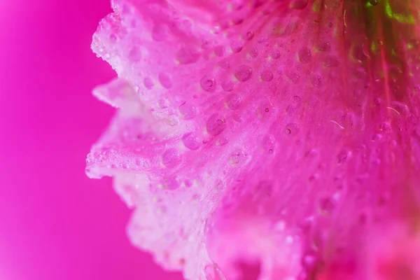 Brote de flor de iris de color neón vívido — Foto de Stock