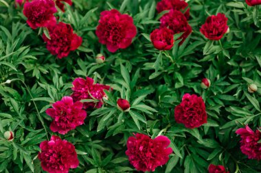 Bahçede kırmızı şakayıklar.