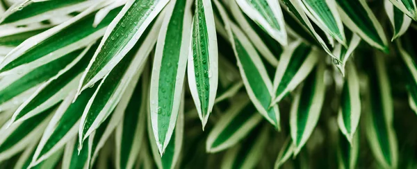 Diseño creativo de hojas verdes tropicales . — Foto de Stock