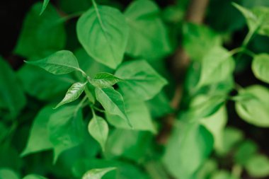Leylak Bahar zamanı bırakır