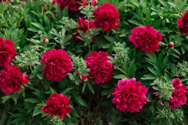 Bahçede kırmızı şakayıklar.