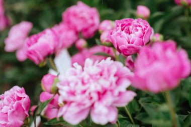 Pembe peonies bahçede. Pembe peony çiçek açan.