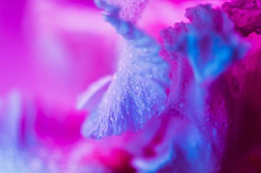 Canlı neon renkli iris çiçeği tomurcuğu