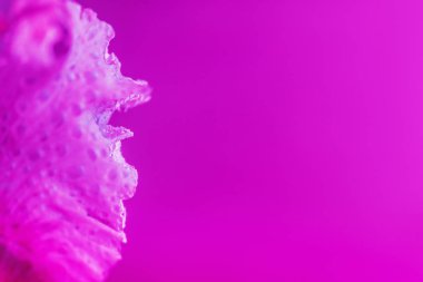 Canlı neon renkli iris çiçeği tomurcuğu