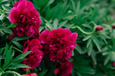 Bahçede kırmızı şakayıklar.