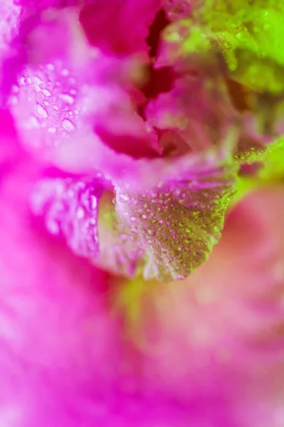 화려 한 네 온색 홍채 꽃봉오리 — 스톡 사진