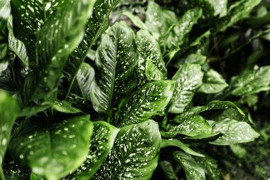 Taze yeşil ve beyaz yaprak arka plan Dieffenbachia .