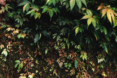 Tropikal yapraklardan oluşan yaratıcı doğa düzeni.