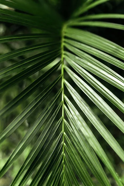 熱帯のヤシの葉、花のパターンの背景 — ストック写真