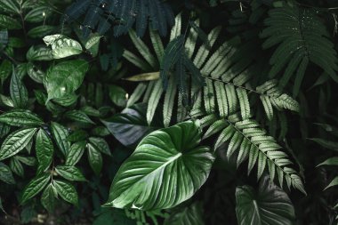 Tropikal yapraklardan oluşan yaratıcı doğa düzeni.