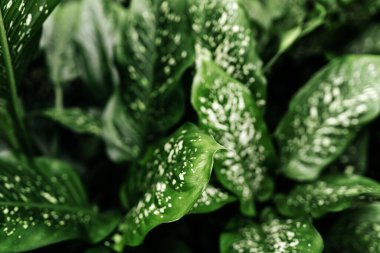 Taze yeşil ve beyaz yaprak arka plan Dieffenbachia .