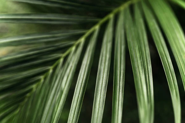 熱帯のヤシの葉、花のパターンの背景 — ストック写真