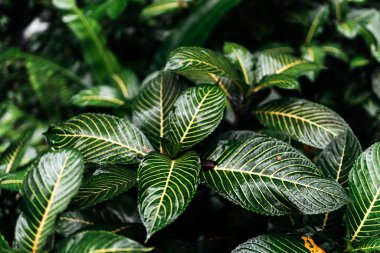 Tropikal yapraklardan oluşan yaratıcı doğa düzeni.