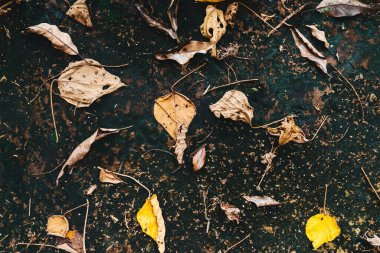 Asfaltta sarı yapraklar bulanık şehir arkaplanı