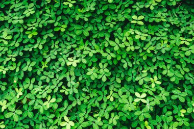 Arkaplan için yeşil çimen duvar dokusu