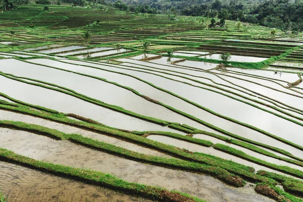 टेरेसवरील तांदूळ फील्ड निसर्गाच्या सुंदर आकारात तांदूळ शेतीसह पॅनोरॅमिक टेकडीवर . — स्टॉक फोटो, इमेज