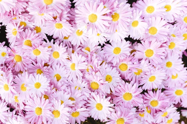 Chrysanthemum flowers wallpaper background. — Stock Photo, Image