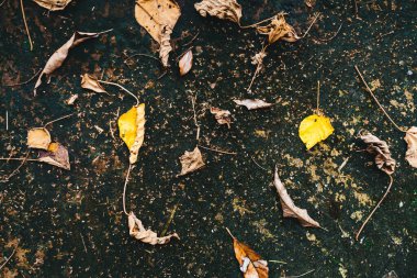 Asfaltta sarı yapraklar bulanık şehir arkaplanı