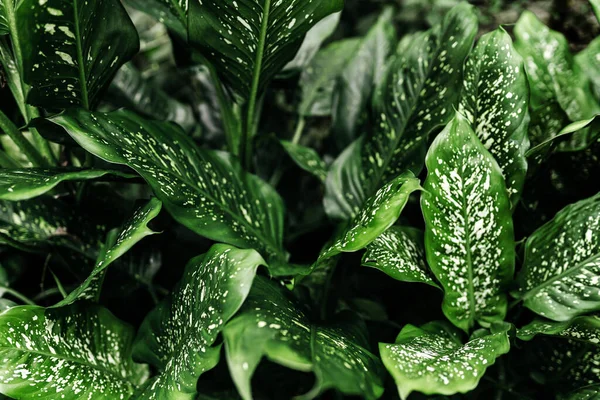 Fresh green and white leaf background Dieffenbachia .