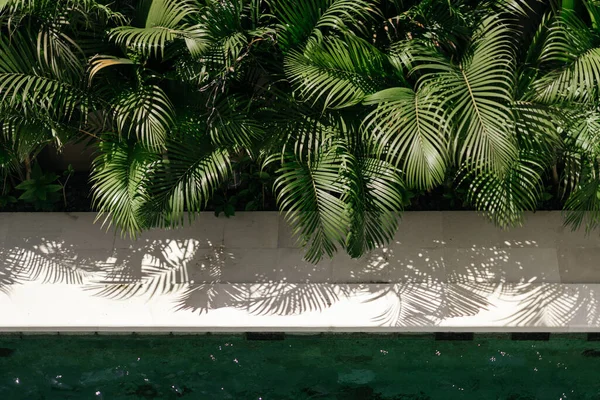 Φόντο με πισίνα και φύλλα φοίνικα — Φωτογραφία Αρχείου