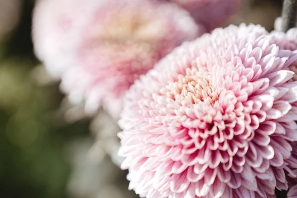 Flores de crisantemo fondo de pantalla. — Foto de Stock