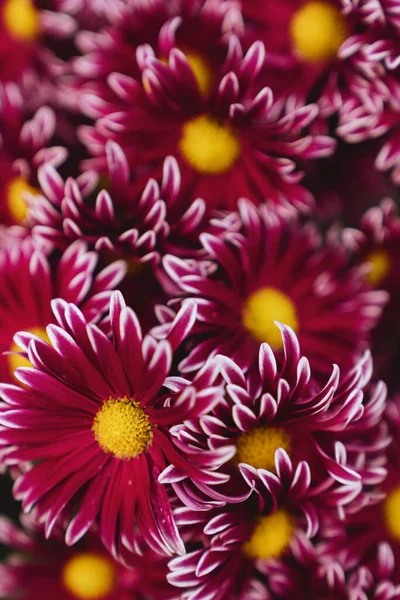 Chrysanthemum flowers wallpaper background. — Stock Photo, Image