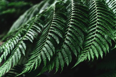 Perfect natural fern pattern. clipart