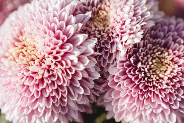 Flores de crisantemo fondo de pantalla. — Foto de Stock