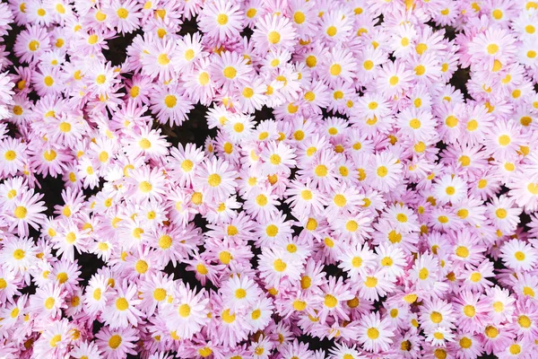 chrysanthemum flowers wallpaper background.