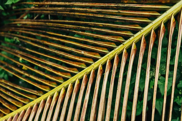 Textura de parede de grama verde para pano de fundo — Fotografia de Stock