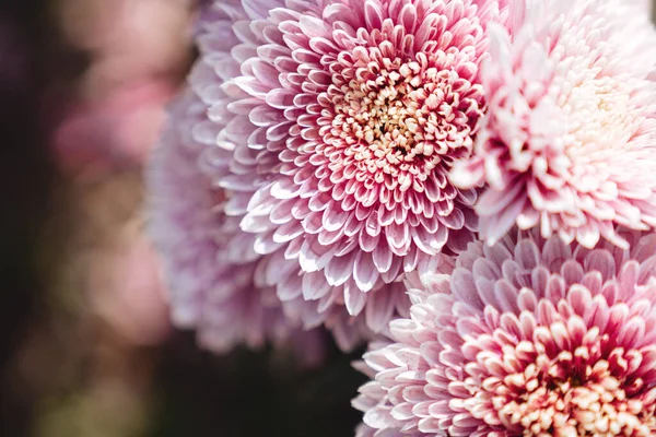 Flores de crisantemo fondo de pantalla. — Foto de Stock