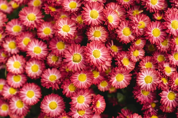 Flores de crisantemo fondo de pantalla. — Foto de Stock