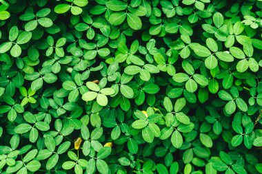 Arkaplan için yeşil çimen duvar dokusu