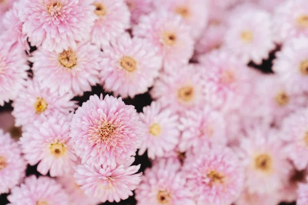 Chrysanthemum flowers wallpaper background. — Stock Photo, Image