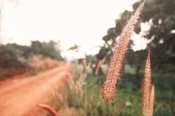 Flowers grass side red dirt road.