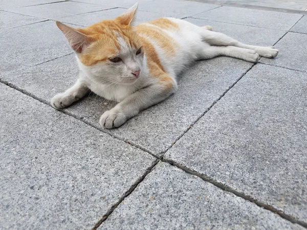 Tay Kediler Sevimli Olduğunu Beton Zemin Üzerinde Sakin — Stok fotoğraf