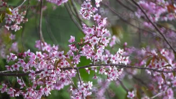 Fiori Ciliegio Fiori Sakura — Video Stock