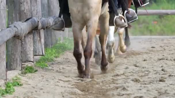 Clases Equitación Práctica — Vídeo de stock