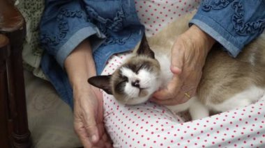 Bir kedi tutan yaşlı kadın