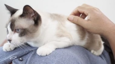 Asyalı yaşlı kedi evde yerde yatarken adamla.